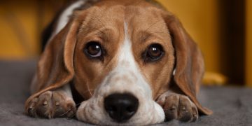 Kara więzienia dla kielczanina za próbę zabicia psa