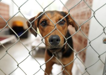 Przedłuża się śledztwo ws. schroniska dla bezdomnych zwierząt w Dyminach. „Dowody są jednoznaczne”