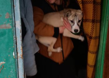 Straż Miejska uratowała psy uwięzione w działkowej altanie