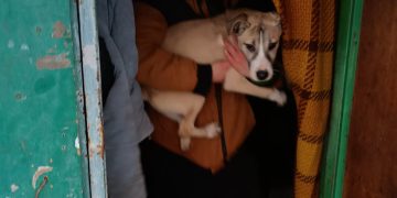 Straż Miejska uratowała psy uwięzione w działkowej altanie