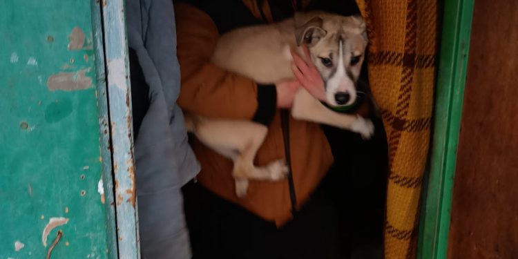 Straż Miejska uratowała psy uwięzione w działkowej altanie