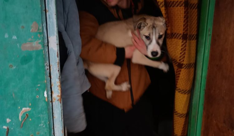 Straż Miejska uratowała psy uwięzione w działkowej altanie