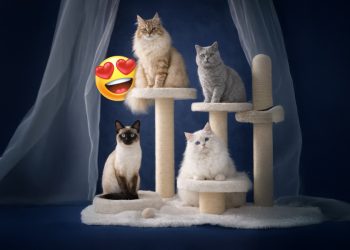 Pokaz kotów rasowych w Galerii Echo. Zaprezentowanych zostanie 40 zwierząt