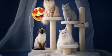 Pokaz kotów rasowych w Galerii Echo. Zaprezentowanych zostanie 40 zwierząt