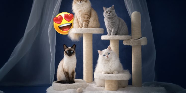 Pokaz kotów rasowych w Galerii Echo. Zaprezentowanych zostanie 40 zwierząt