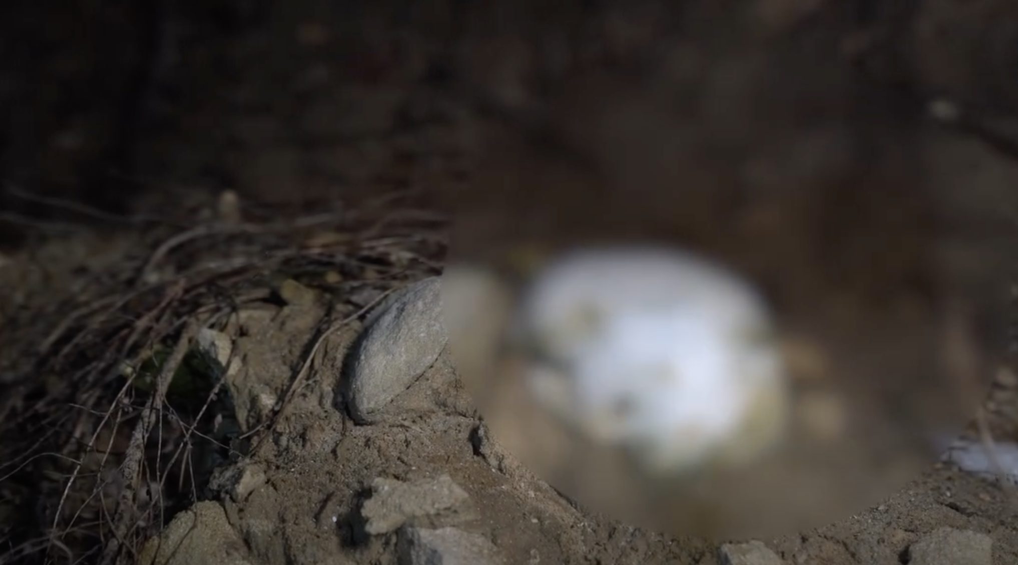 Ludzkie kości na terenie żwirowni