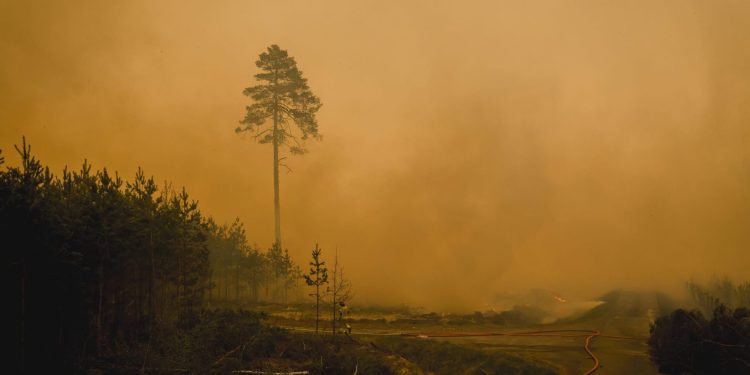 Świętokrzyskie. Blisko 60 strażaków wesprze gaszenie pożaru Puszczy Solskiej