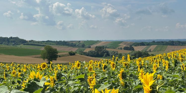 Trudny rok świętokrzyskich rolników – susza obniżyła plony, a ceny zbóż stoją w miejscu