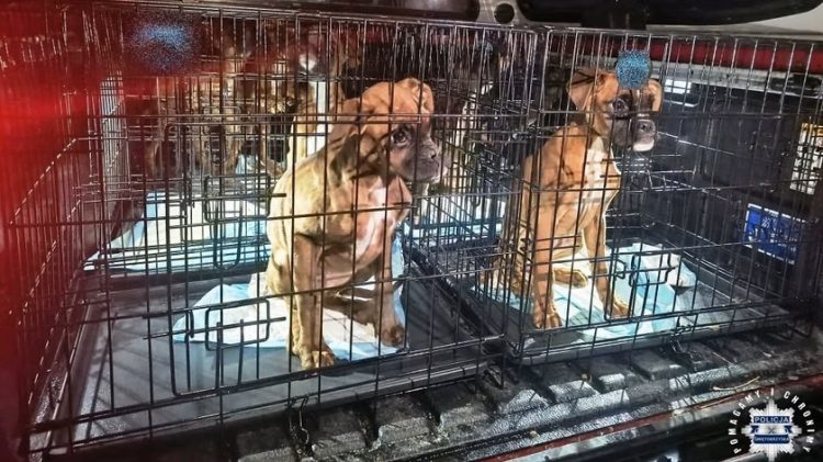 Oskarżony o gwałt i znęcanie się nad bliskimi oraz zwierzętami wyjdzie z aresztu
