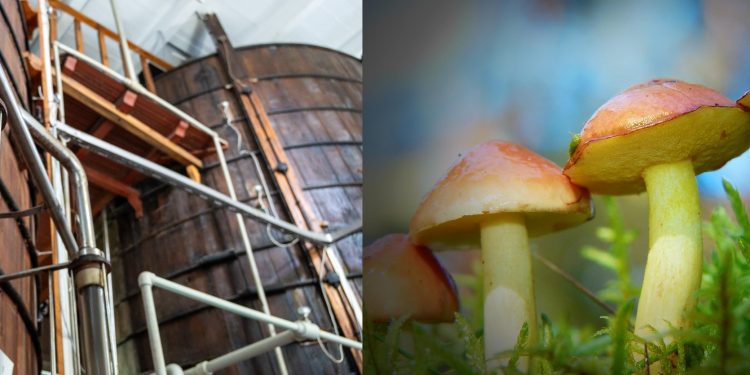 Najpierw las, potem kuchnia. Grzyby, które świetnie komponują się z octem