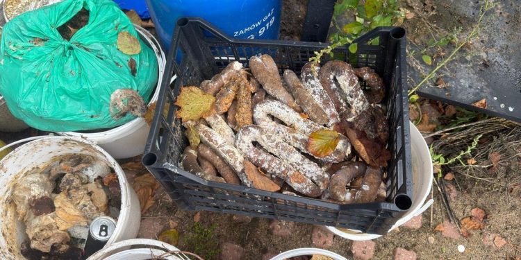 Gmina Zagnańsk. Liczne truchła gryzoni, zepsute produkty spożywcze i alkohol na posesji