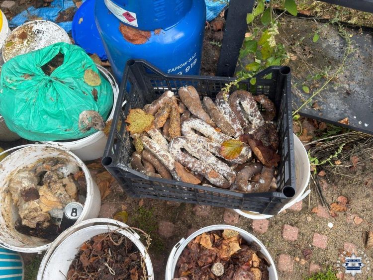 Gmina Zagnańsk. Liczne truchła gryzoni, zepsute produkty spożywcze i alkohol na posesji